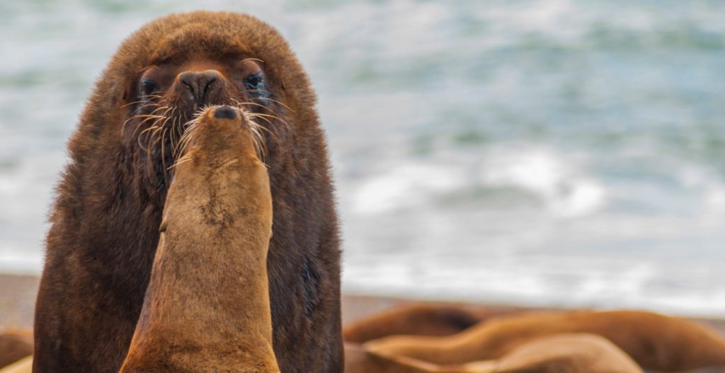 From Daniel Fox: Sea lions ‘kiss’ as they soak up warm beach rays