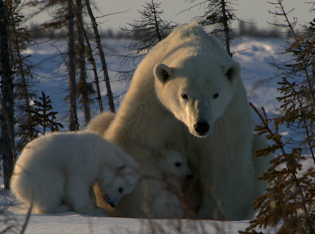 From Andy Brandy Casagrande IV: A mamma polar bear comforts her two cubs.