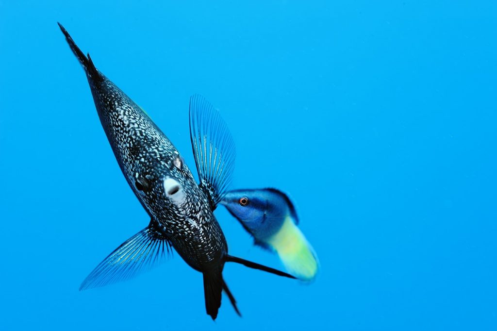 From Brian Skerry: A Wrought Iron butterflyfish receives some loving help removing parasites from a cleaner wrasse.