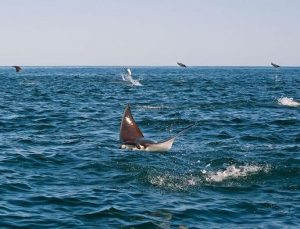 Researchers have dubbed Cabo Pulmo “the most successful marine reserve in the world.” Photo: Octavio Aburto.