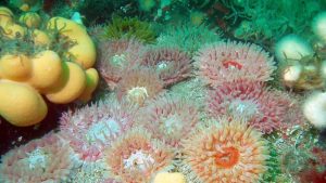 Anemones of Arran Island; Photo: COAST (Community of Arran Seabed Trust)