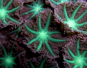 Deep-water coral photographed near East Timor (Nick Hobgood" by Nhobgood - Own work. Licensed under CC BY-SA 3.0 via Wikimedia Commons - https://commons.wikimedia.org/wiki/File:Soft_coral_Nick_Hobgood.jpg#/media/File:Soft_coral_Nick_Hobgood.jpg