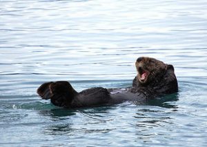 Photo: NOAA photo library
