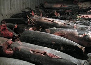 Stacks of fish lay in a pile on a Taiwanese-flagged fishing vessel as a result of alleged illegal fishing activity off the coast of Sierra Leone.