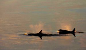 04_JohnWeller-Minke-whalesLO1