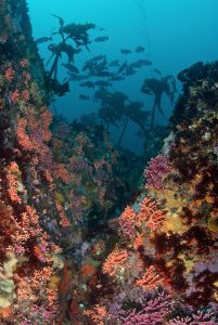 Mono Lobo Wall off Monterey, California. Photo: Clinton Bauder