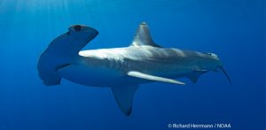 hammerhead shark