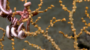 Close up image of a brittle star with arms wrapped around an octocoral. Image courtesy of the NOAA Okeanos Explorer Program.