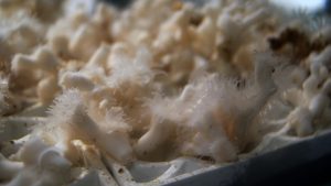 A close-up photograph of the cold-water coral Lophelia pertusa in the experimental aquarium used to test its response to ocean acidification. Photo: Dr. Samuel Georgian