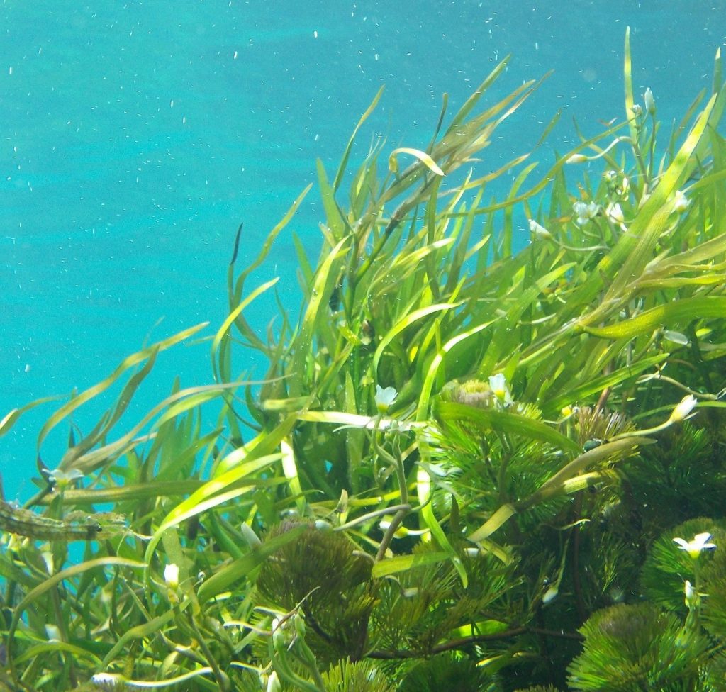 Seagrass More than Meets the Eye On the Tide
