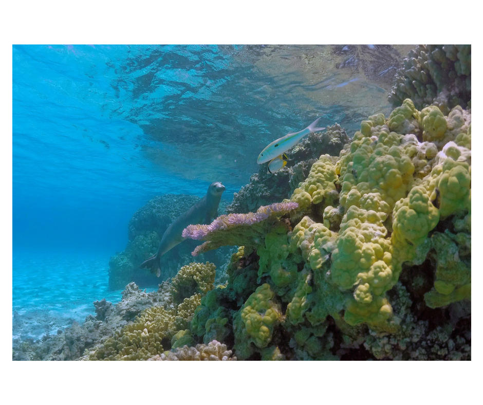Marine nature conservation must focus on fully-protected reserves, not