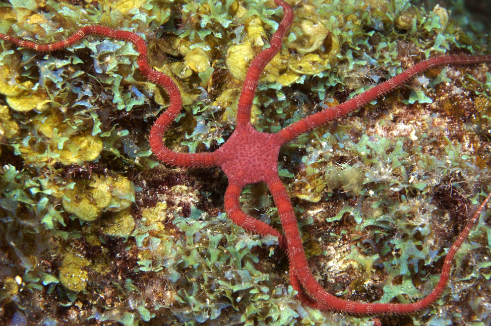 Denizens of the Deep Are Brittle Stars the Best House Guests? On the